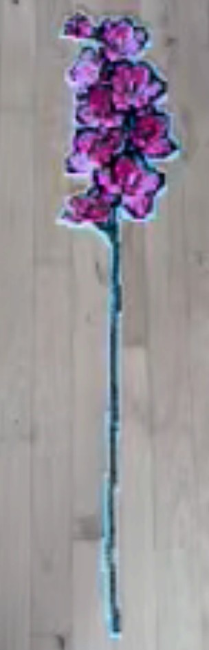 Scentless flower